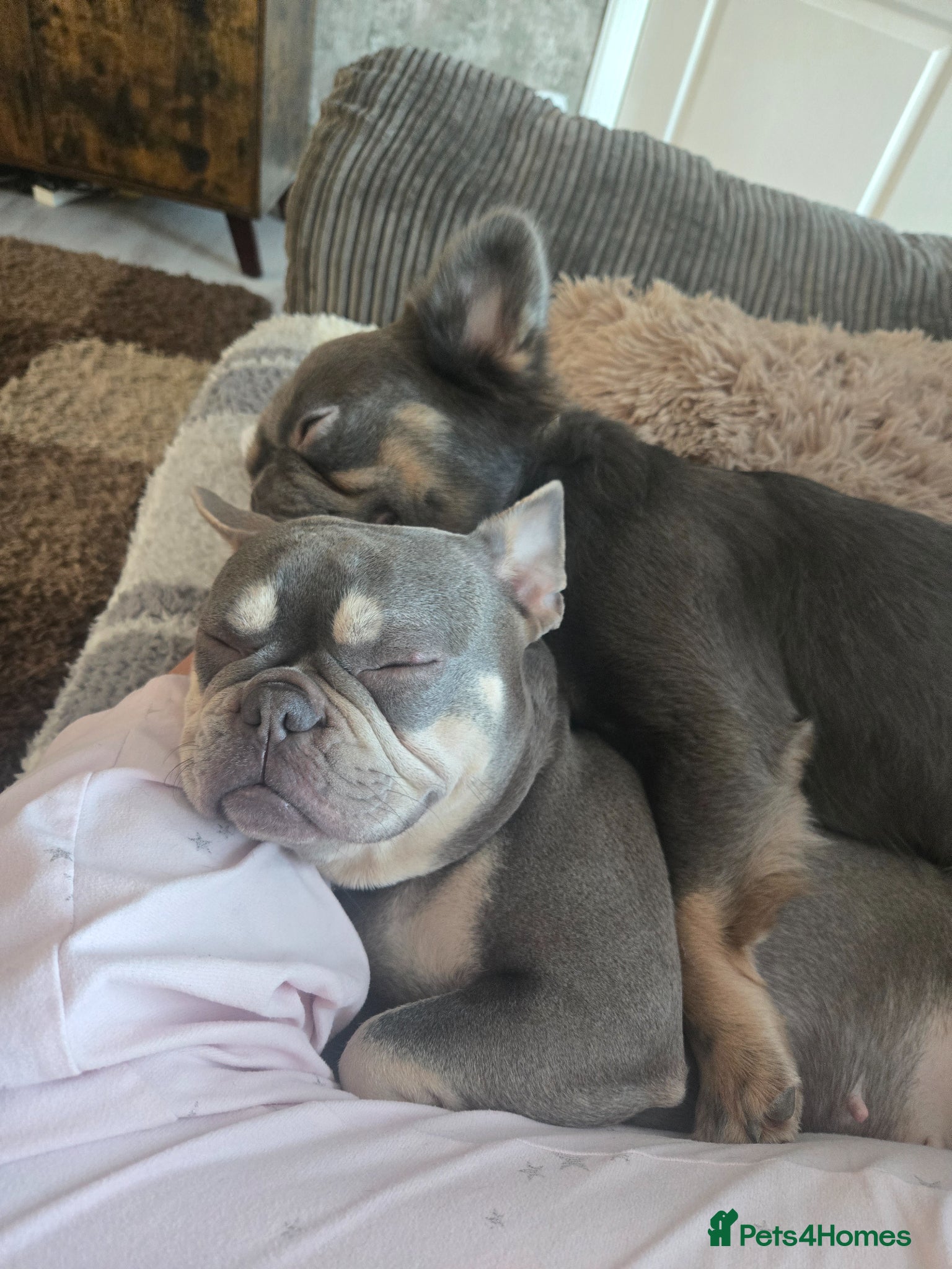 French Bulldog dogs 2 French bulldogs - Advert 1