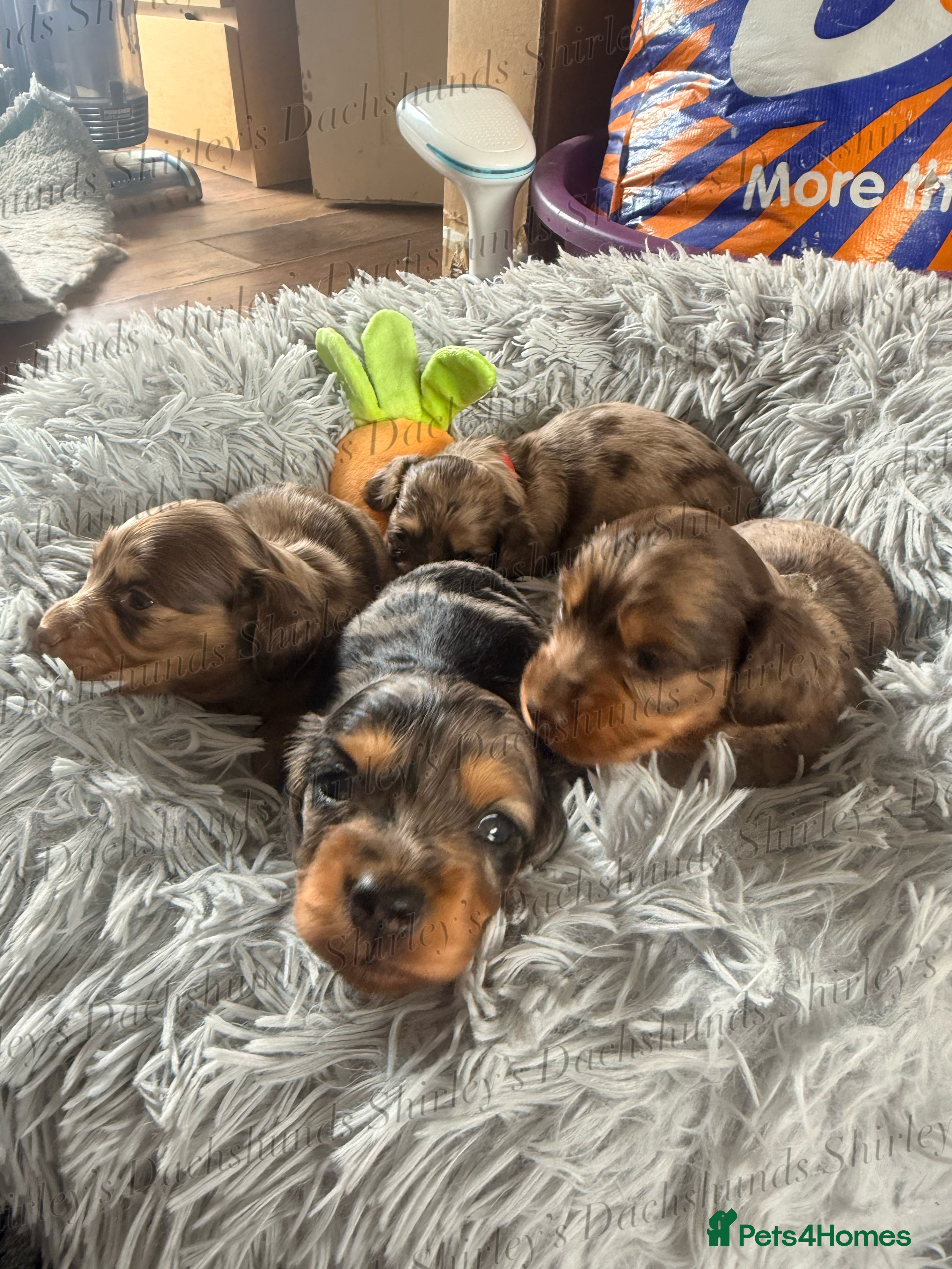 Miniature Dachshund dogs Longhaired Miniature Dachshunds KC Registered  - Advert 13