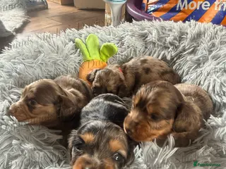 Miniature Dachshund dogs Longhaired Miniature Dachshunds KC Registered - Advert 13