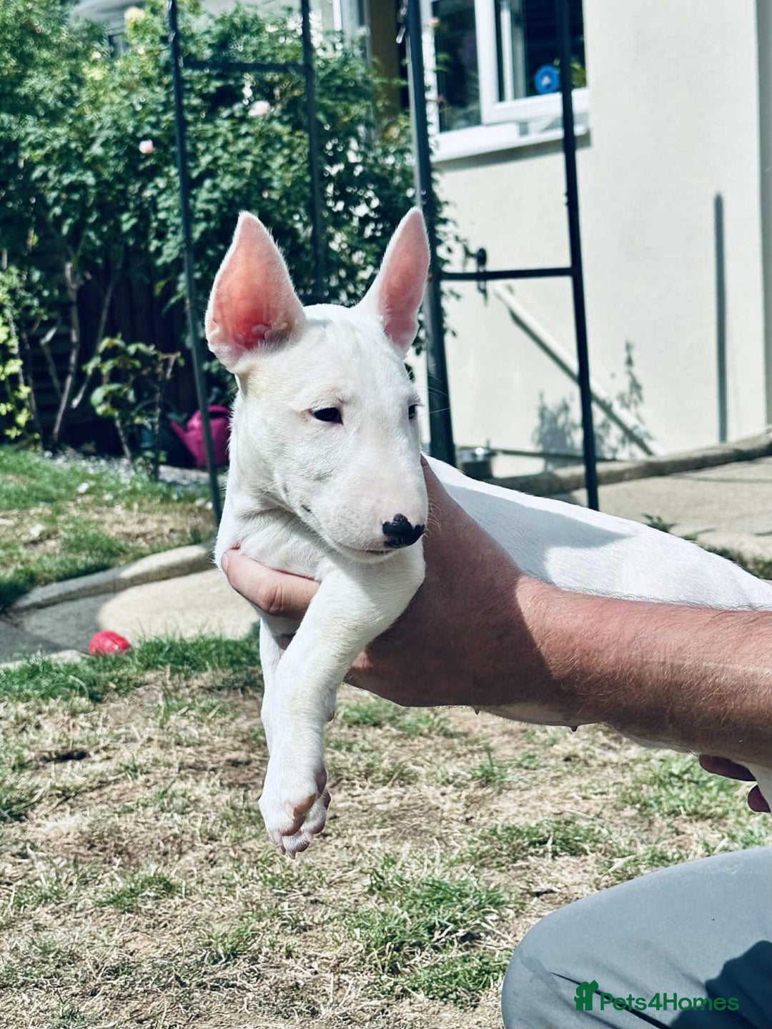English Bull Terrier dogs for sale: English bull terrier pups for sale  - Image 14