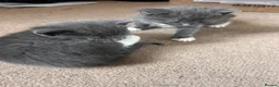 Mixed Breed cats for sale: Female kitten  - Advert 6
