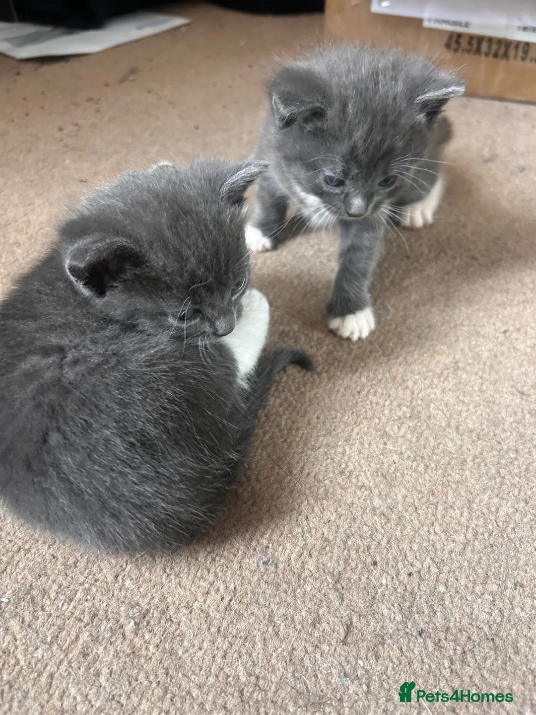 Mixed Breed cats for sale: Female kitten  - Advert 6