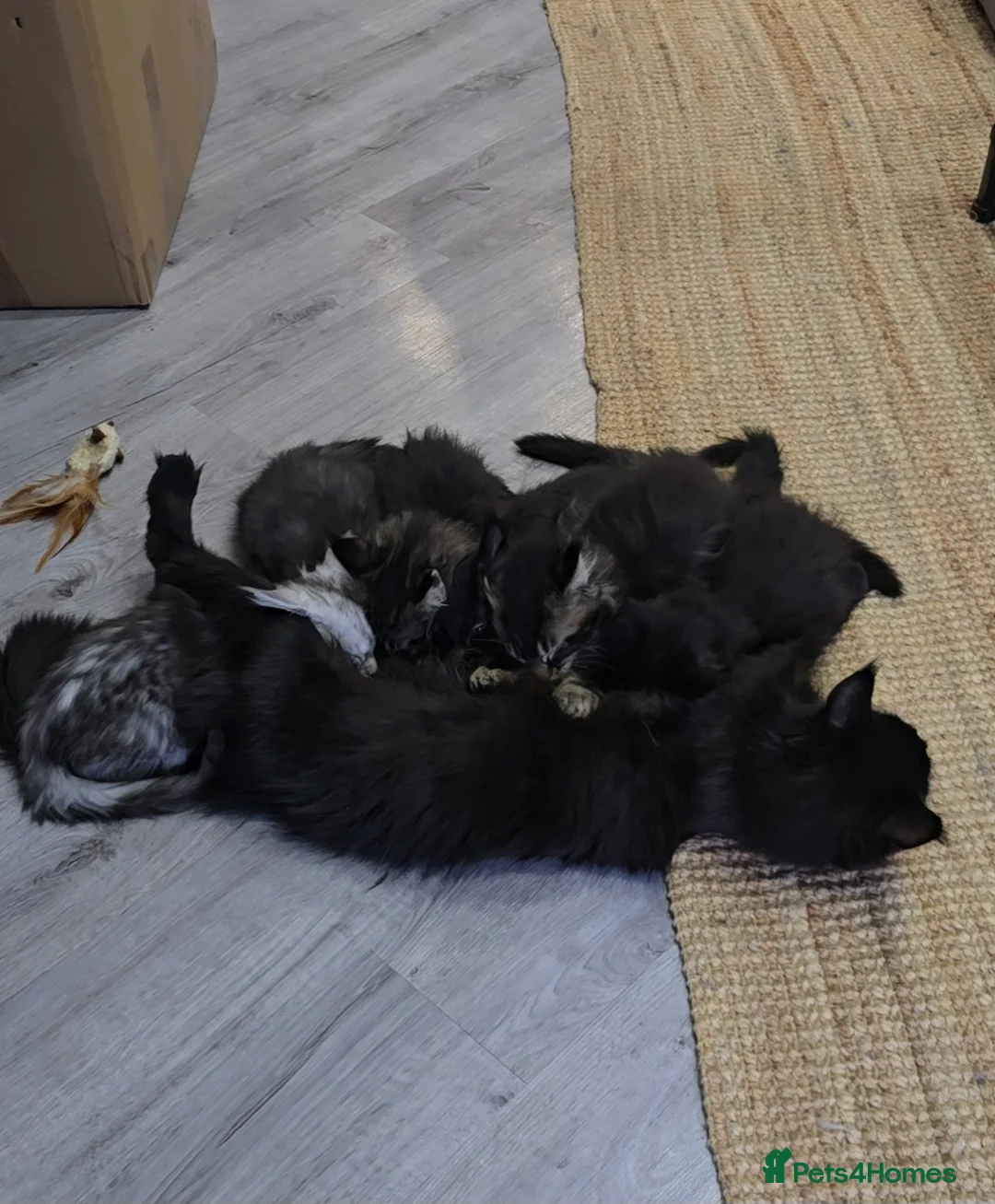 Maine Coon cats for sale: Pedigree TICA Maine Coon kittens READY  - Advert 33