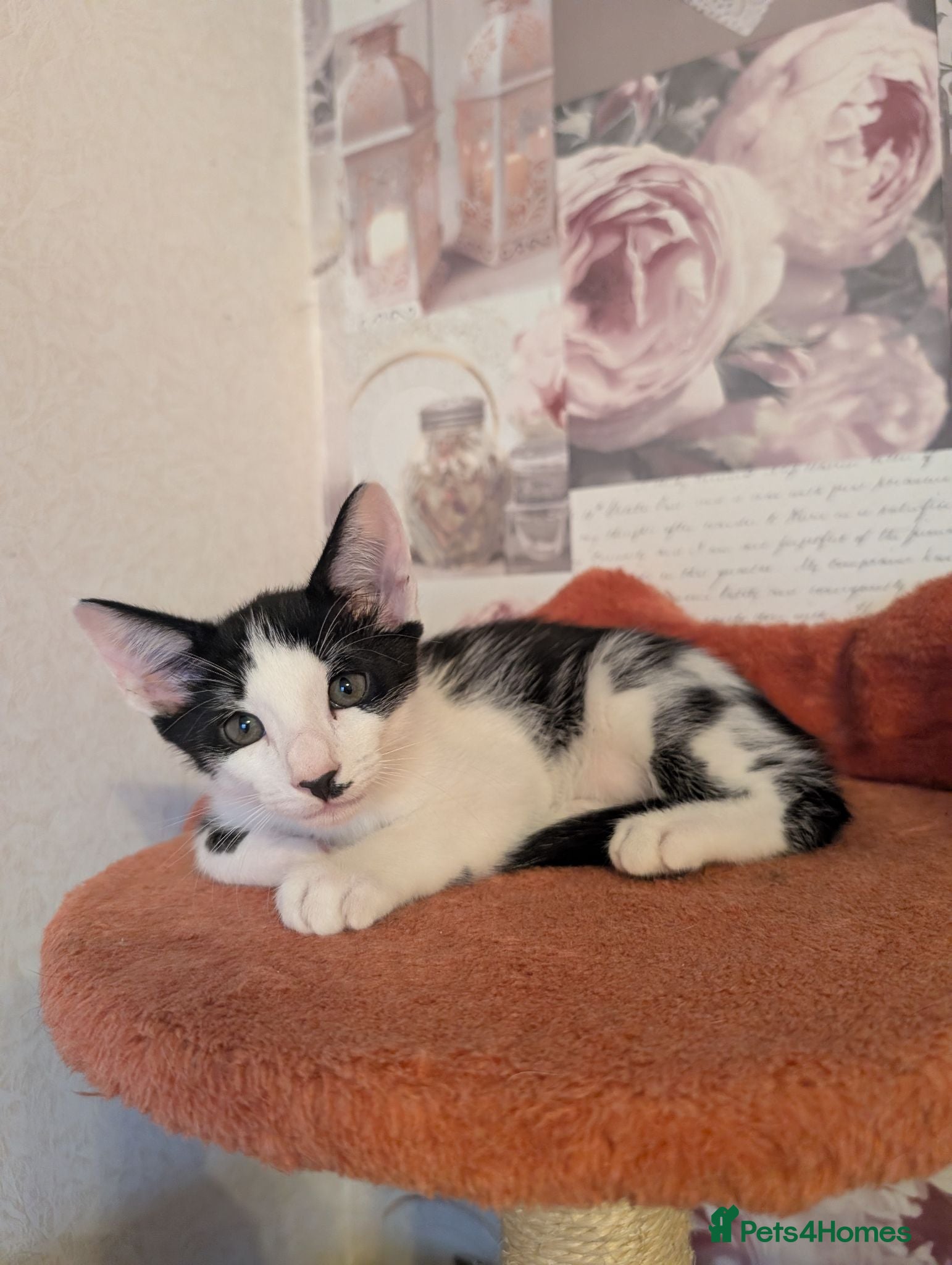 Oriental cats Mixed Oriental kittens ready for their new home  - Advert 2