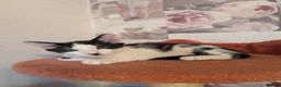 Oriental cats for sale: Mixed Oriental kittens ready for their new home  - Advert 2