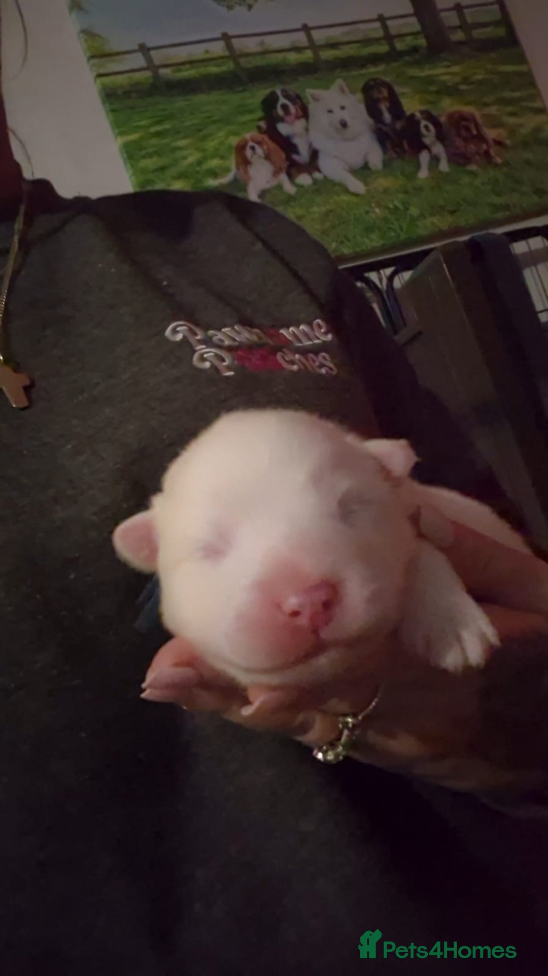 Samoyed dogs for sale: 4 Beautiful Pure Samoyeds ❤️ - Advert 9