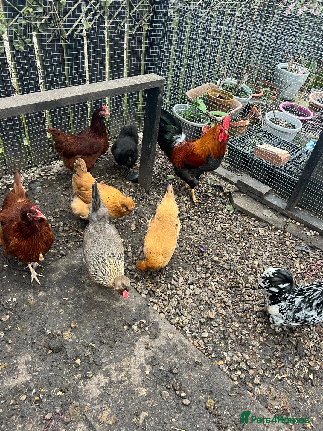 Mixed Breed poultry for sale: Hens rooster  in Cramlington - Advert 2