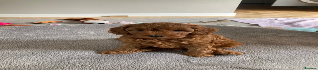 Cockerpoo Puppy 1