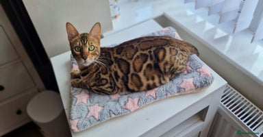 Bengal cats - Advert 15