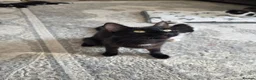 Mixed Breed cats for sale: Lovely 3-month-old mixed breed kittens - Advert 4