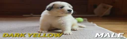 Pyrenean Mountain Dog dogs for sale: Adorable Puppies, Looking For Forever Homes! - Advert 15