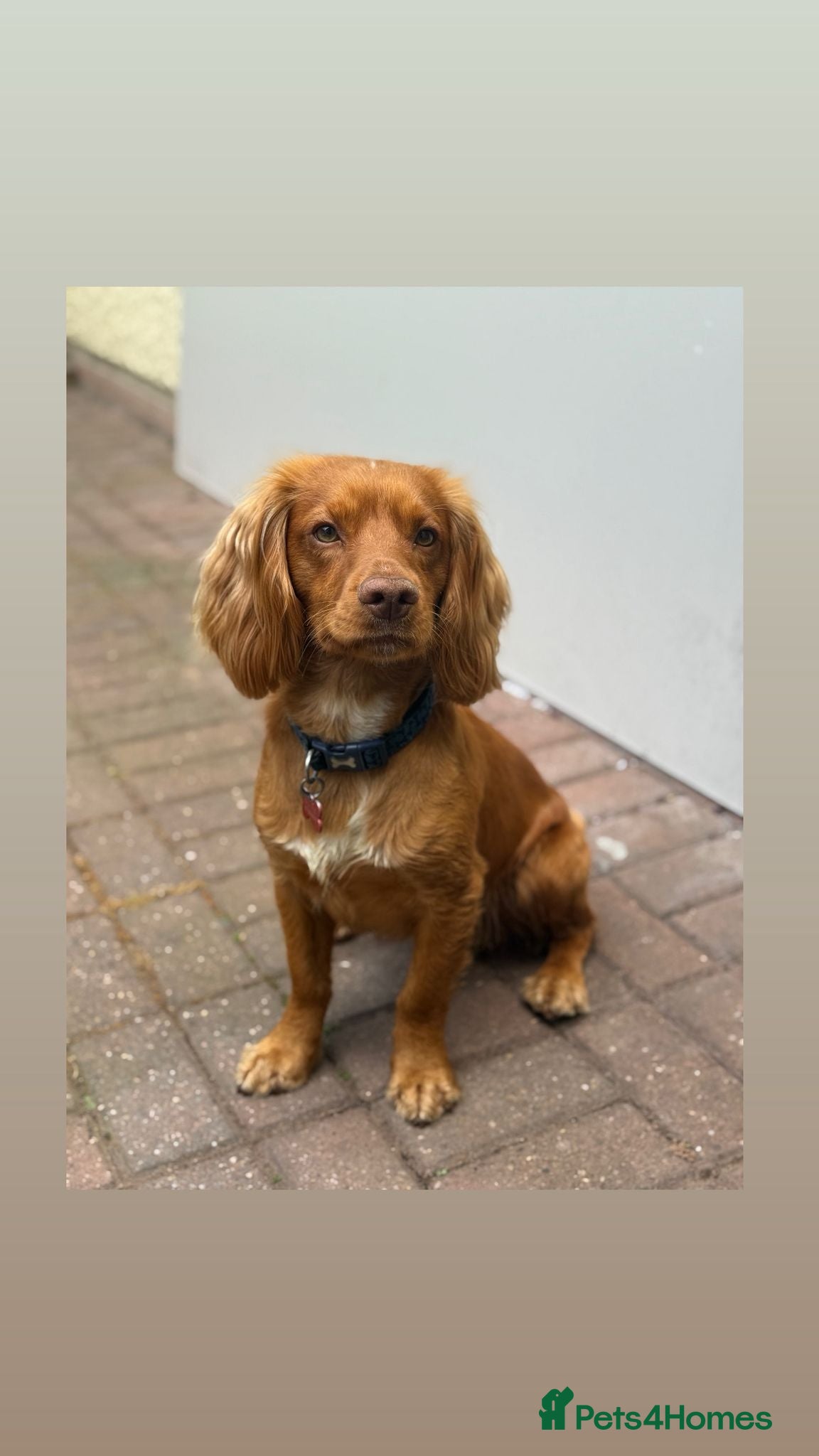 Cocker Spaniel dogs KC registered and DNA tested available for stud - Advert 1