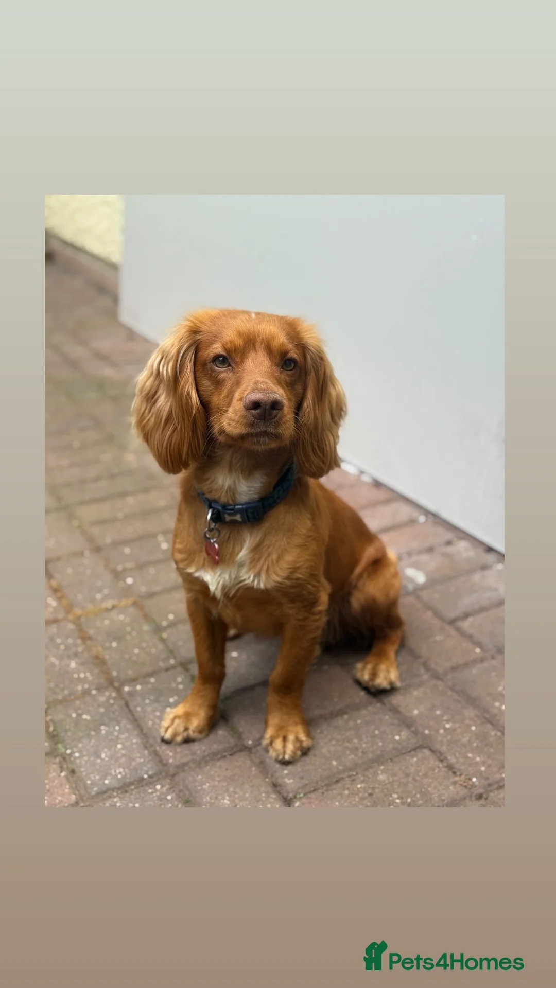Cocker Spaniel dogs for stud: KC registered and DNA tested available for stud in Hereford - Advert 1