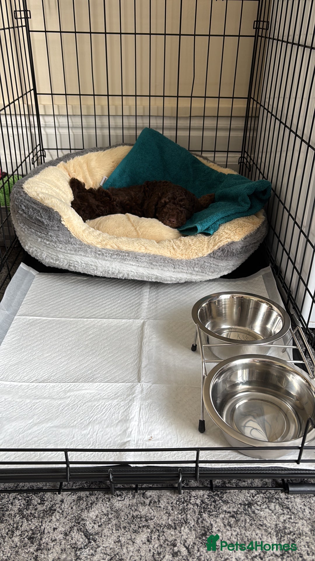 Cockapoo dogs for sale: Choco brown cockapoo for sale - Image 1