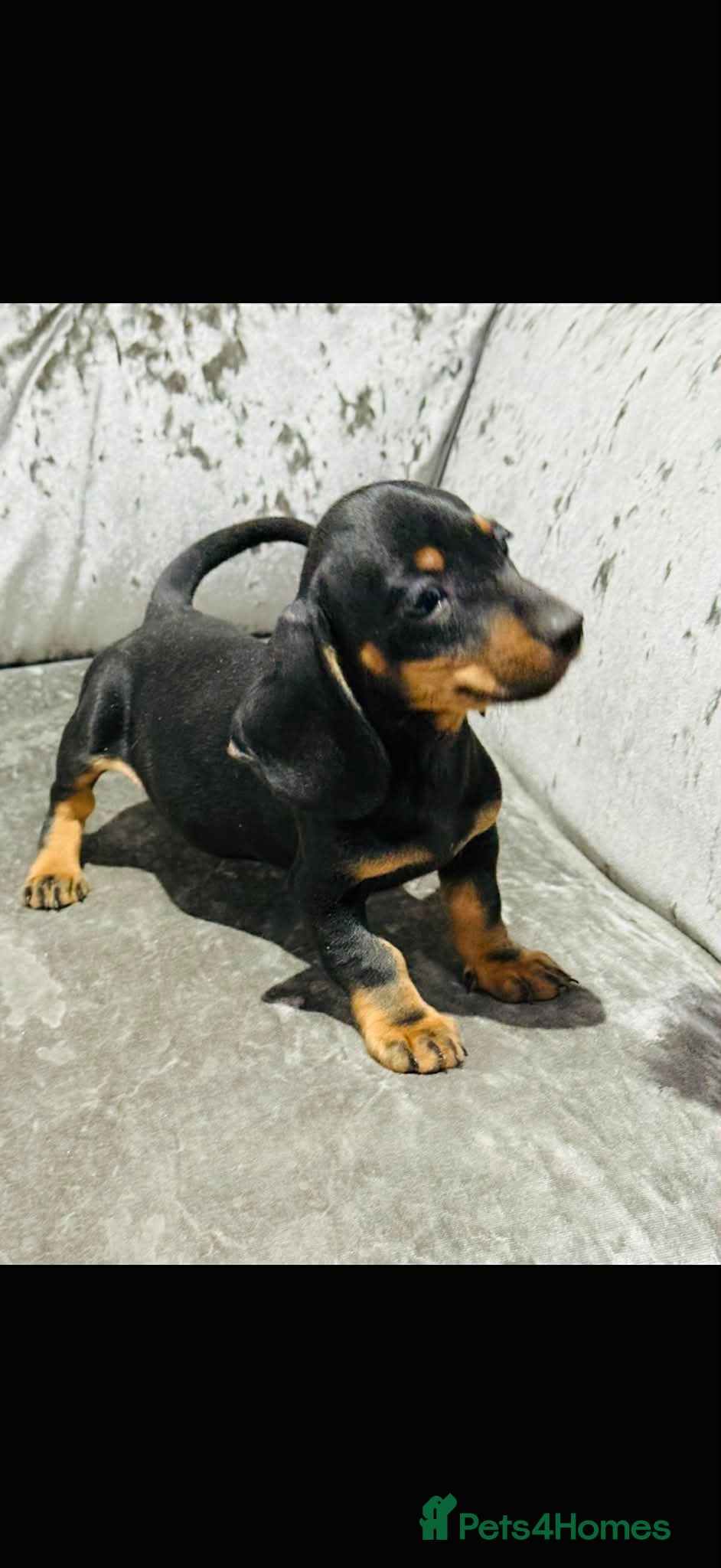 Miniature Dachshund dogs Miniature Dachshund - Advert 11