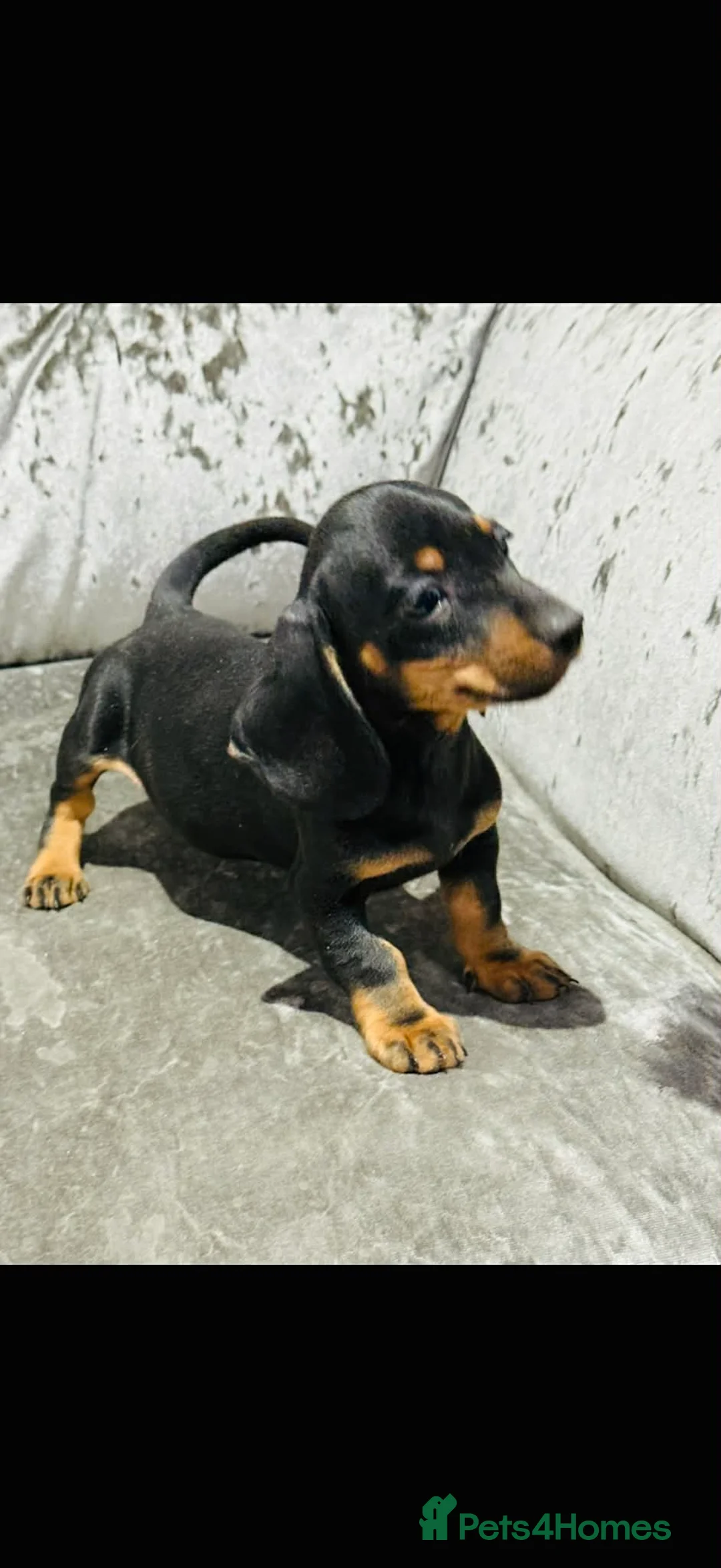 Miniature Dachshund dogs for sale: Miniature Dachshund - Advert 1