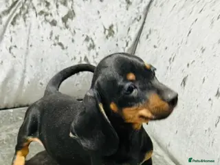 Miniature Dachshund dogs Miniature Dachshund - Advert 1