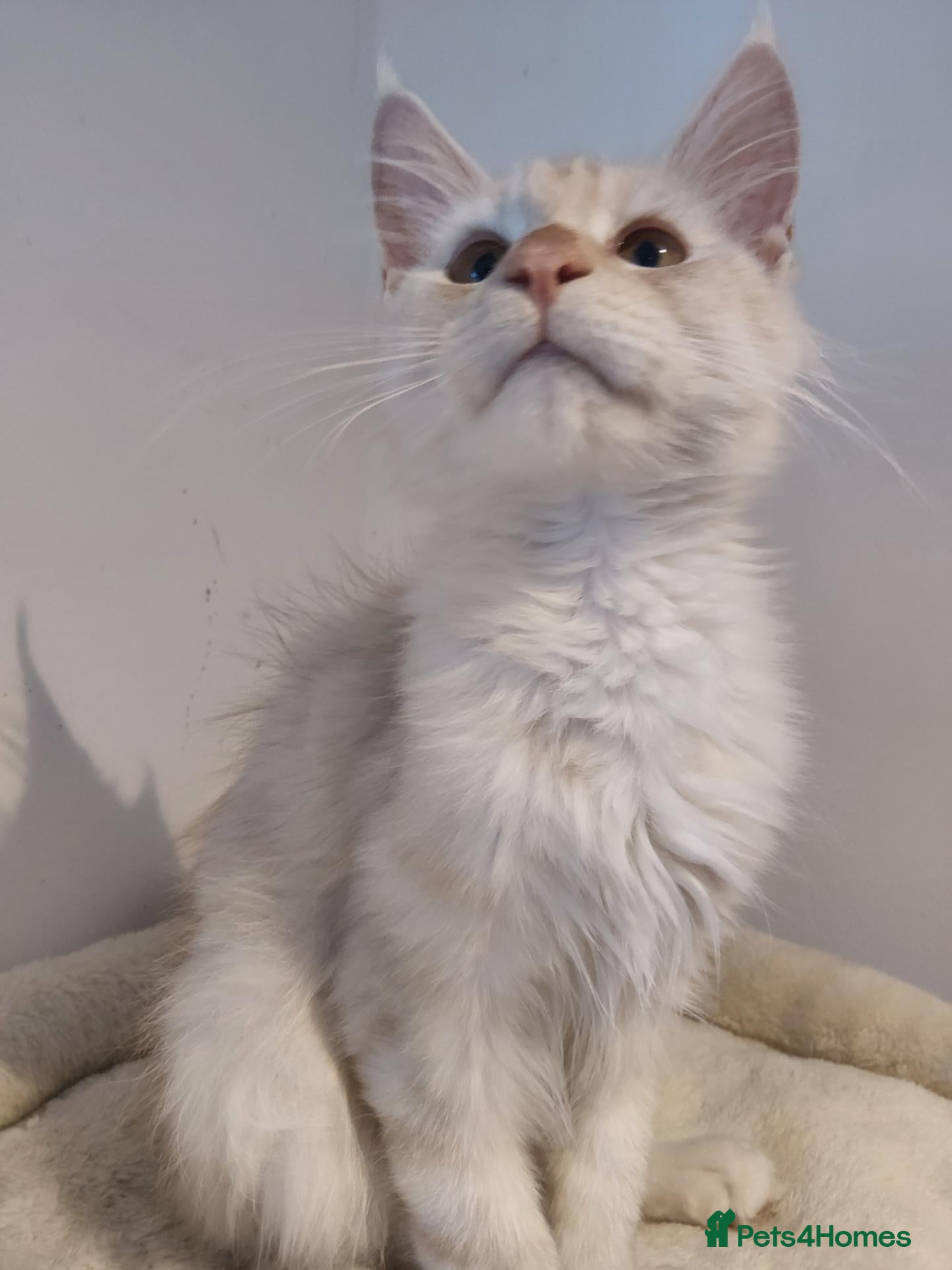 Maine Coon cats  RARELY LION KING - Advert 1