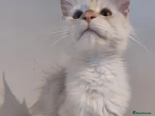 Maine Coon cats RARELY LION KING - Advert 1