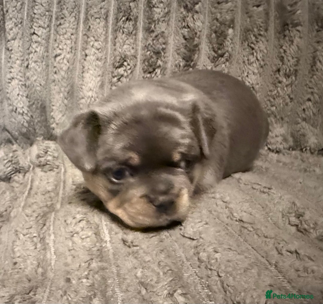 Mixed Breed dogs for sale: Frenchie cross puppy’s (80% frenchie) - Advert 9