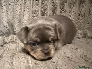 Mixed Breed dogs Frenchie cross puppy’s (80% frenchie) - Advert 2
