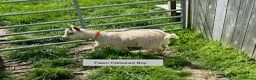 Goats livestock for sale: Pygmy Goat kids. - Advert 10
