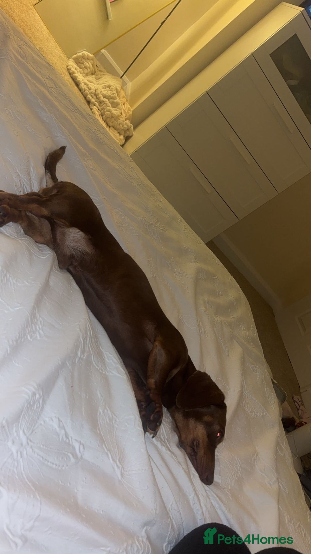 Dachshund dogs for sale: Male dachshund - Advert 3