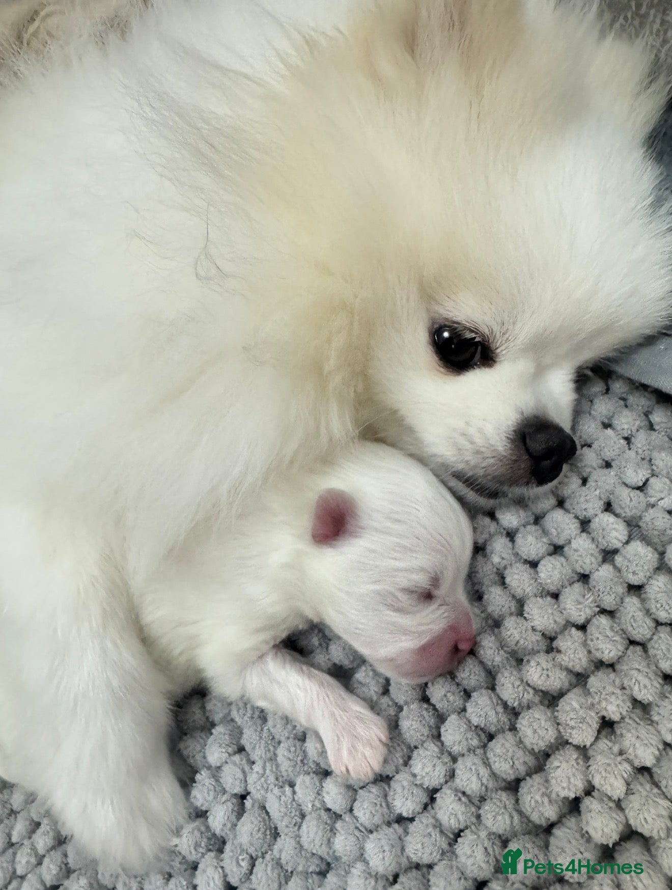 Pomeranian dogs *Stunning KC pure white boy from KC parents* - Advert 2