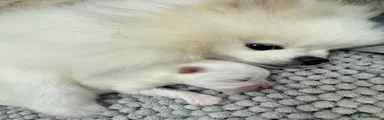 Pomeranian Puppy 2