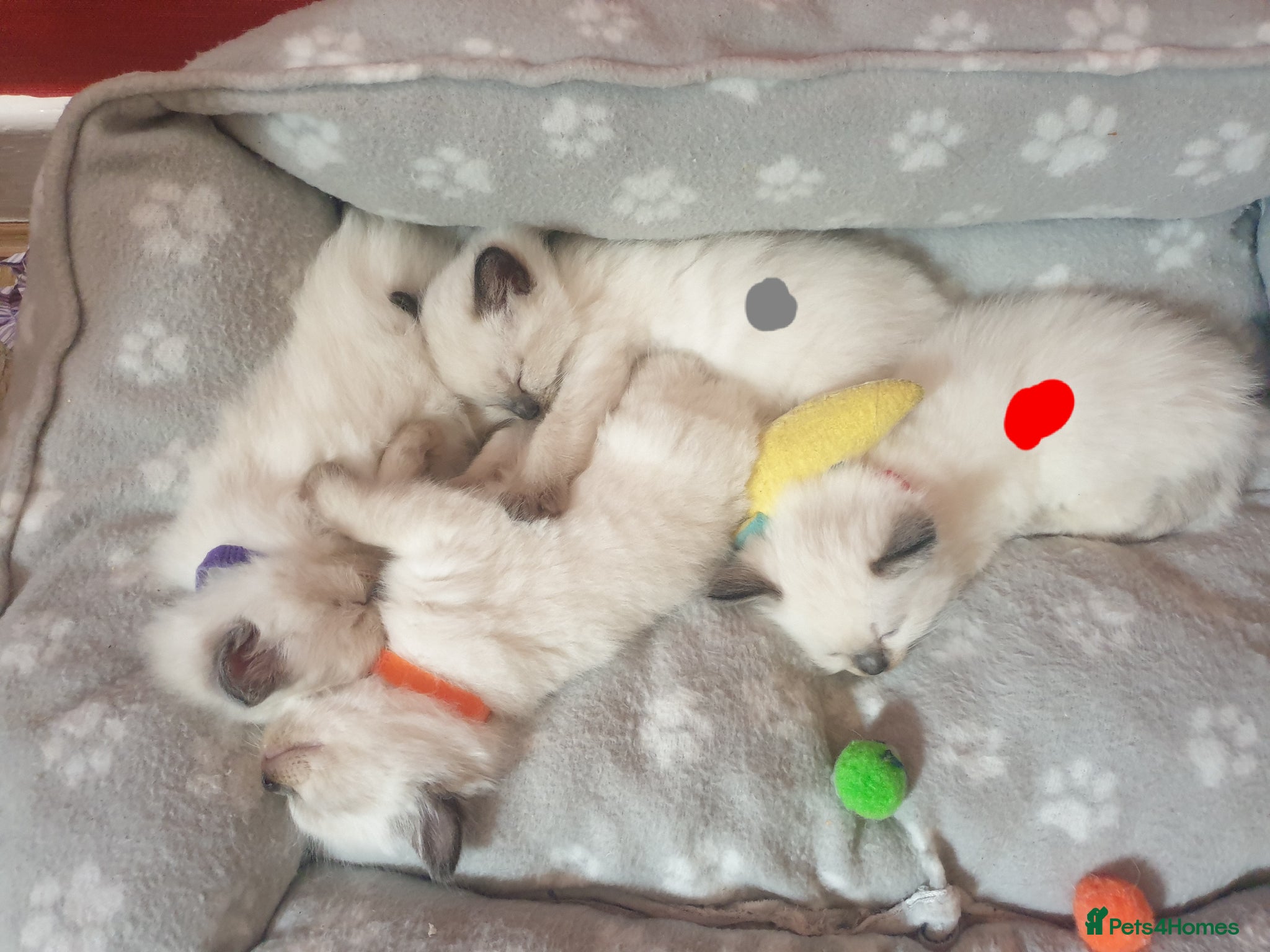 Ragdoll cats for sale: Ragdoll fluffy kittens x 4 chocolate seal point - Advert 4