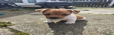 Jack Russell Puppy 2