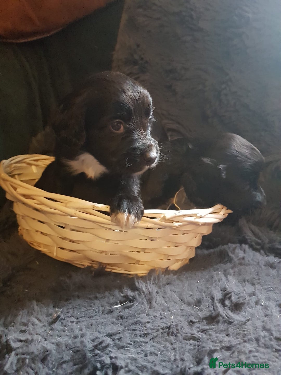 Cocker Spaniel dogs for sale: Working type cocker spaniel puppies  - Advert 9
