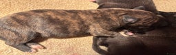 Whippet dogs for sale: Beautiful KC registered Whippet puppies - Advert 11