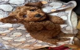 Toy Poodle dogs for sale: 🐶 Toy Poodle Puppy Girl–Ready for the home! - Image 7