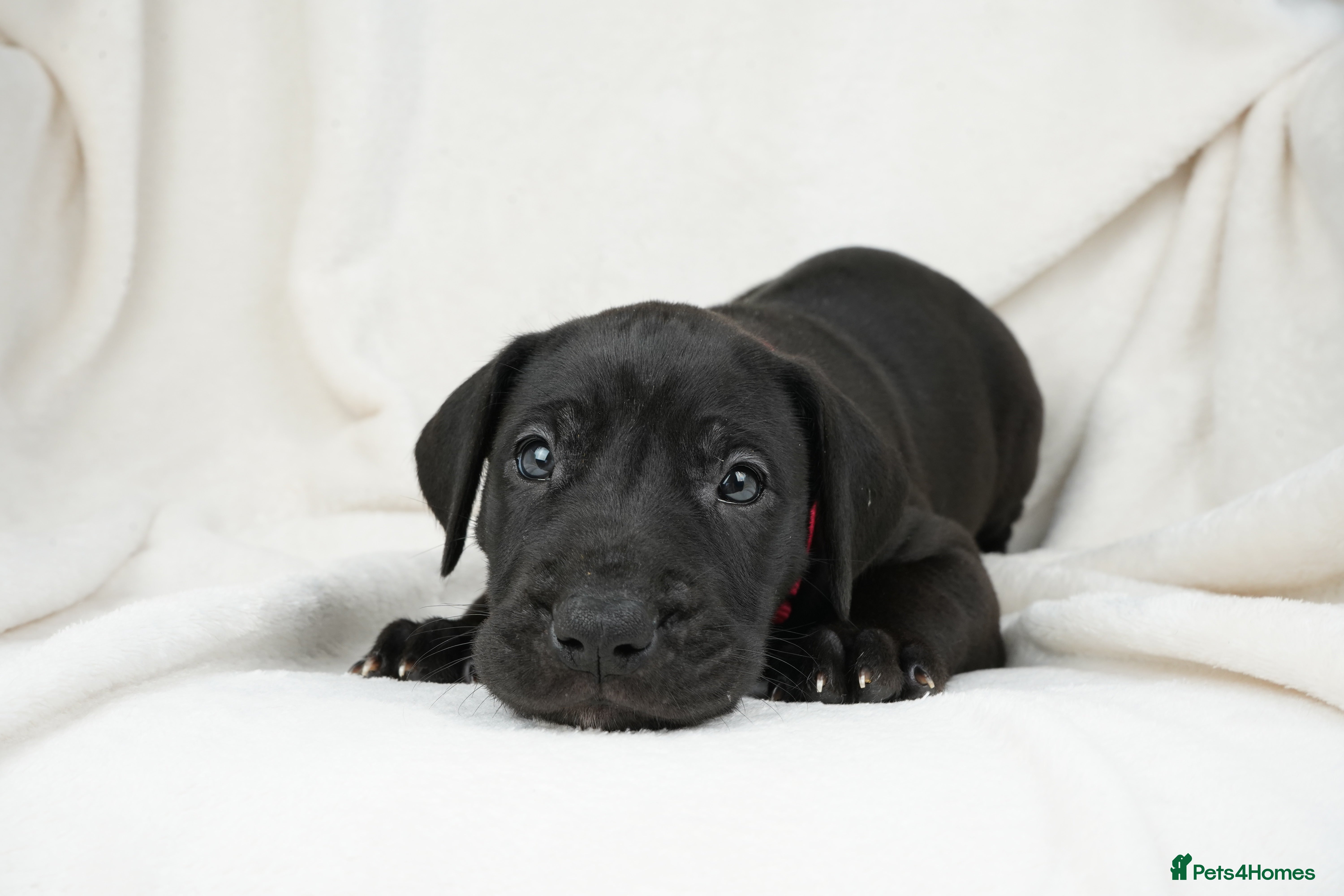 Great Dane dogs Health Tested KC reg Great Dane puppies - Advert 2