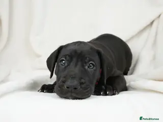 Great Dane dogs Health Tested KC reg Great Dane puppies - Advert 2