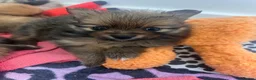Pomeranian dogs for sale: Pomeranian Puppies - Advert 28