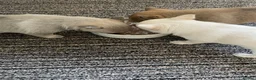 Pomchi dogs for sale: Pomchi puppies - Advert 5