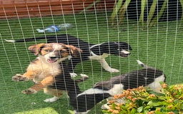 Border Collie dogs for sale: Border collie puppies - Image 1