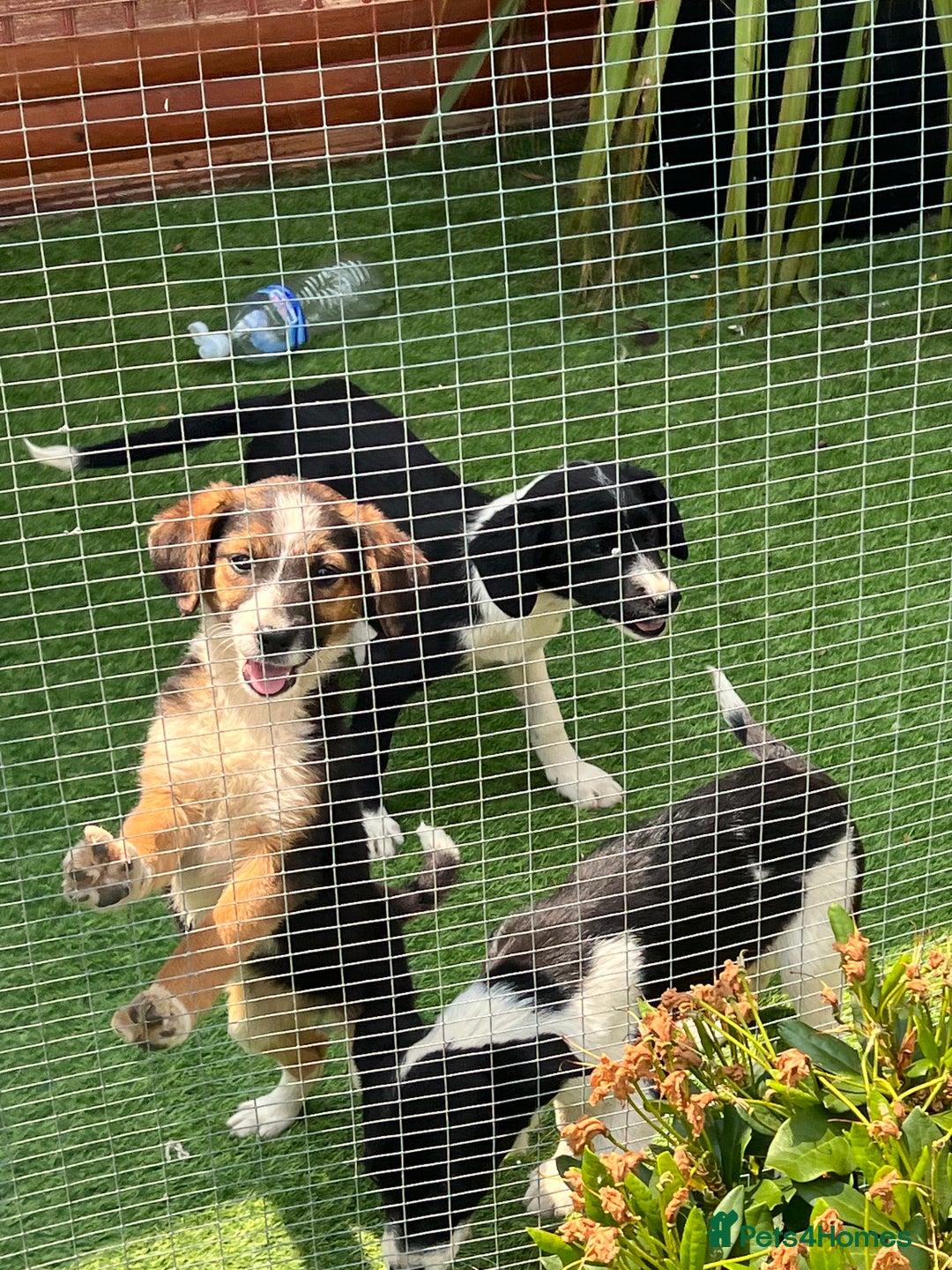 Border Collie dogs for sale: Border collie puppies - Image 1