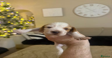 Cocker Spaniel dogs Lovely Cocker Spaniel Puppies From Our Family Dogs - Advert 11