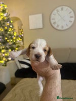 Cocker Spaniel dogs Lovely Cocker Spaniel Puppies From Our Family Dogs - Advert 12