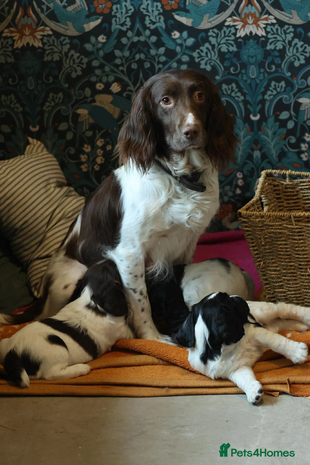 Sprocker dogs for sale: Keeper Bred Sprocker Puppies - Advert 1