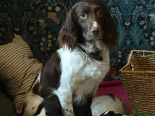 Sprocker dogs Keeper Bred Sprocker Puppies - Advert 8