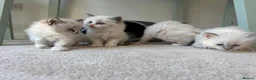 Ragdoll cats for sale: 4 beautiful, gentle, fluffy and active kittens  in Glasgow - Advert 11