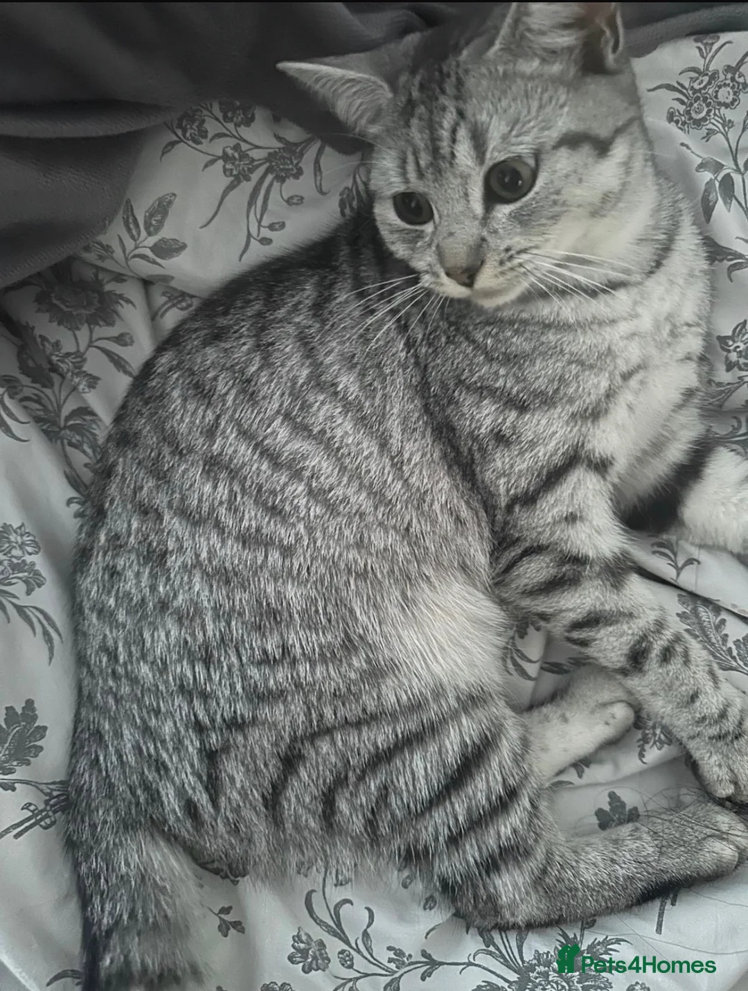 British Longhair cats for sale: British longhair  in Bristol - Advert 1