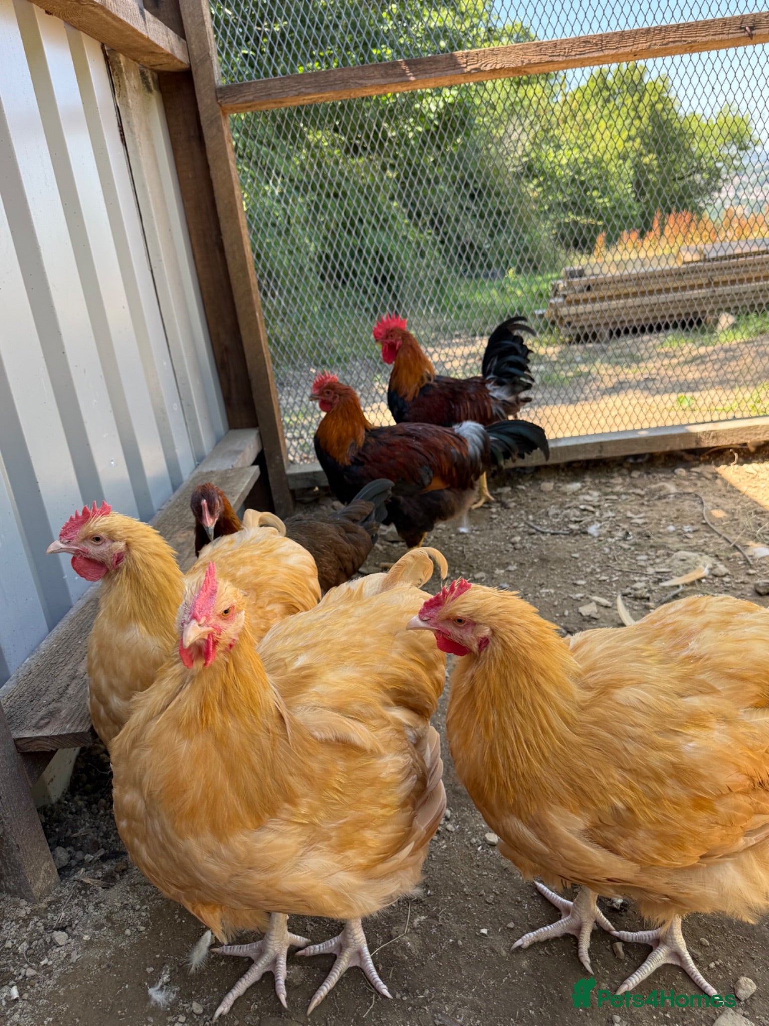 Chickens poultry Buff Orpington and Welsummer cockerels  - Advert 2