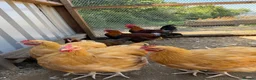 Chickens poultry for sale: Buff Orpington and Welsummer cockerels  in Newport - Advert 1