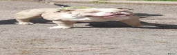 American Bully dogs for sale: Pocket bully puppies - Advert 11