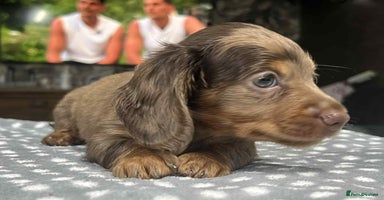 Miniature Dachshund dogs - Advert 1